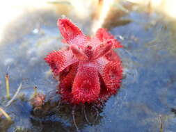 Image of Drosera sessilifolia St. Hil.