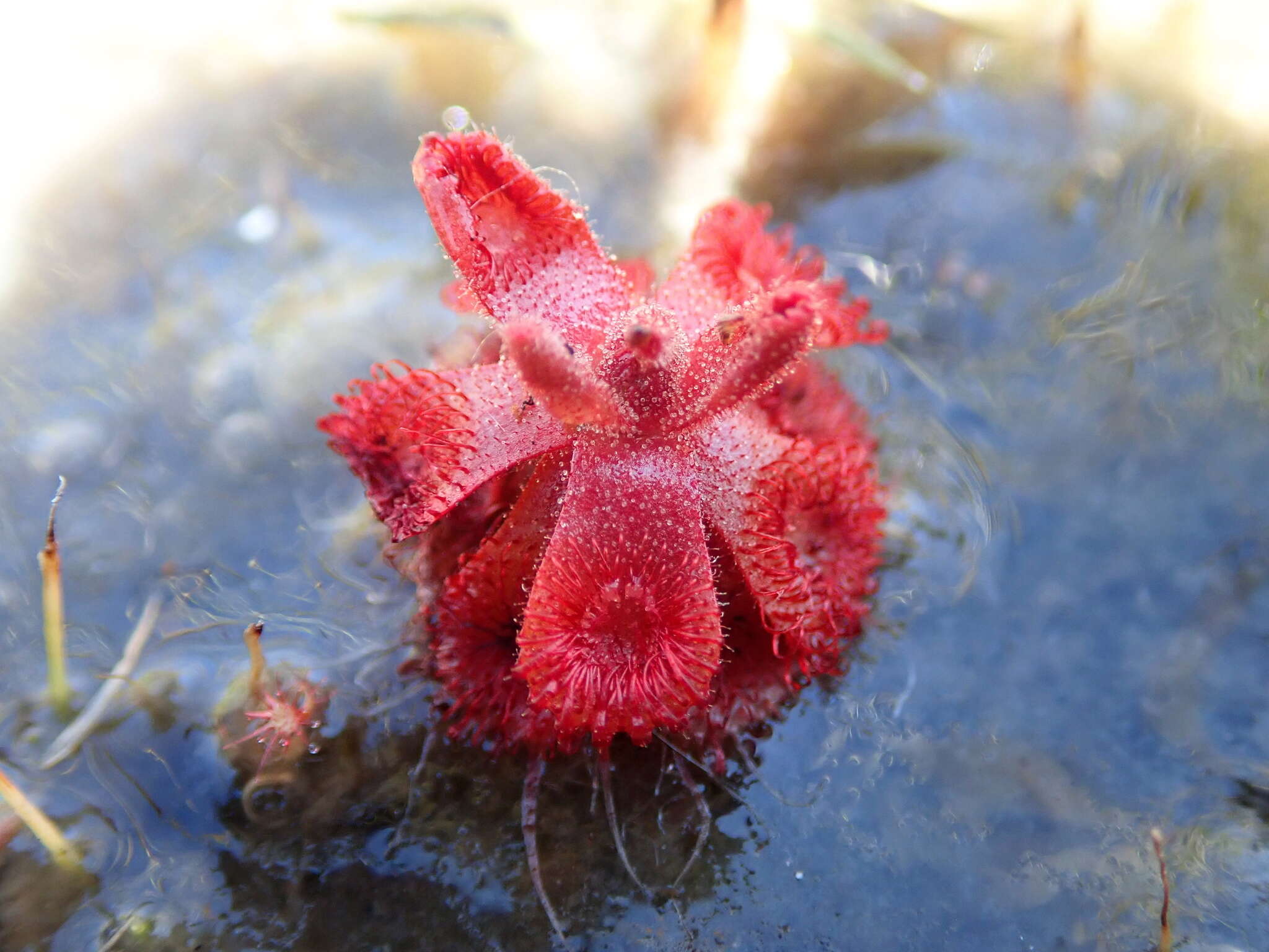 Image of Drosera sessilifolia St. Hil.