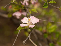 Sivun Prunus triloba Lindl. kuva