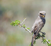 Sivun <i>Bradornis microrhynchus</i> kuva