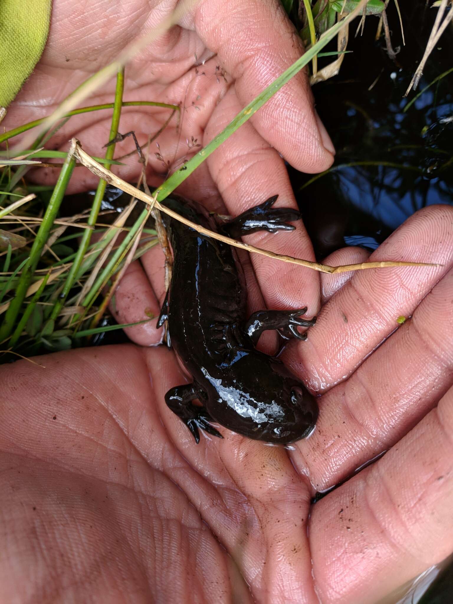 Image of Ambystoma rivulare (Taylor 1940)