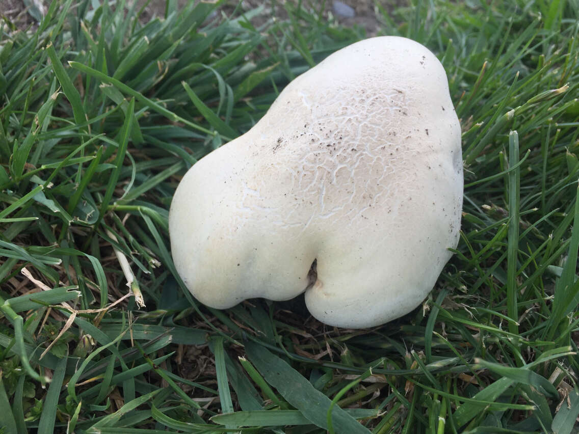 Image of Horse Mushroom