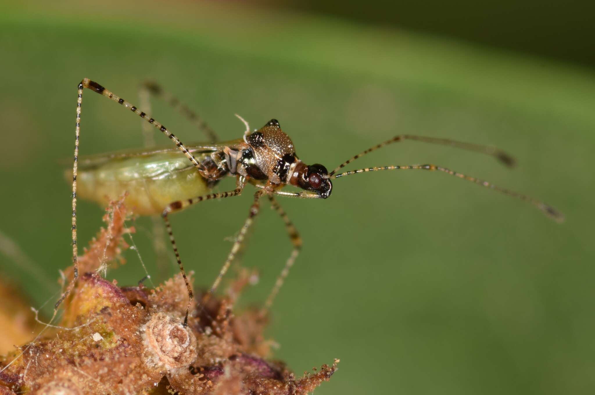 Image of Gampsocoris punctipes punctipes (Germar & E. F. 1822)