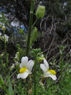 صورة Nemesia fruticans (Thunb.) Benth.