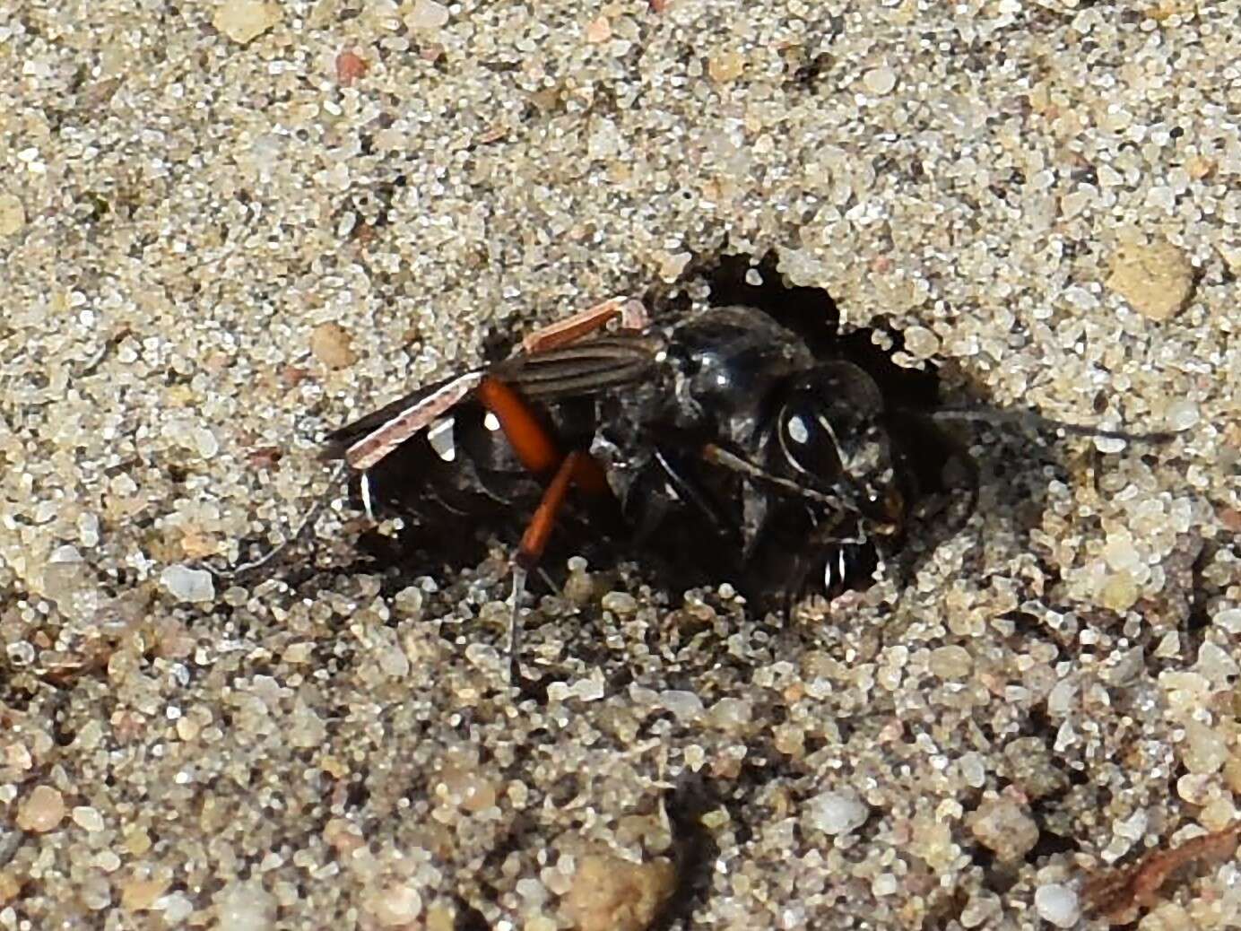 Episyron rufipes (Linnaeus 1758) resmi