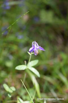 Aquilegia vulgaris subsp. hispanica (Willk.) Heywood的圖片