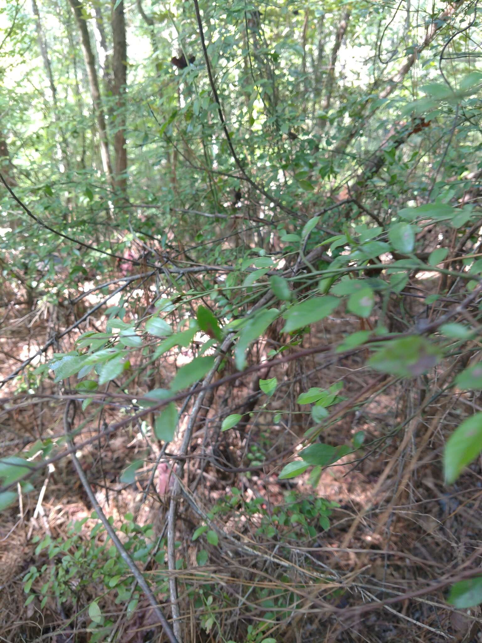 Image of Elliott's blueberry