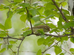 Image of Greenish Warbler
