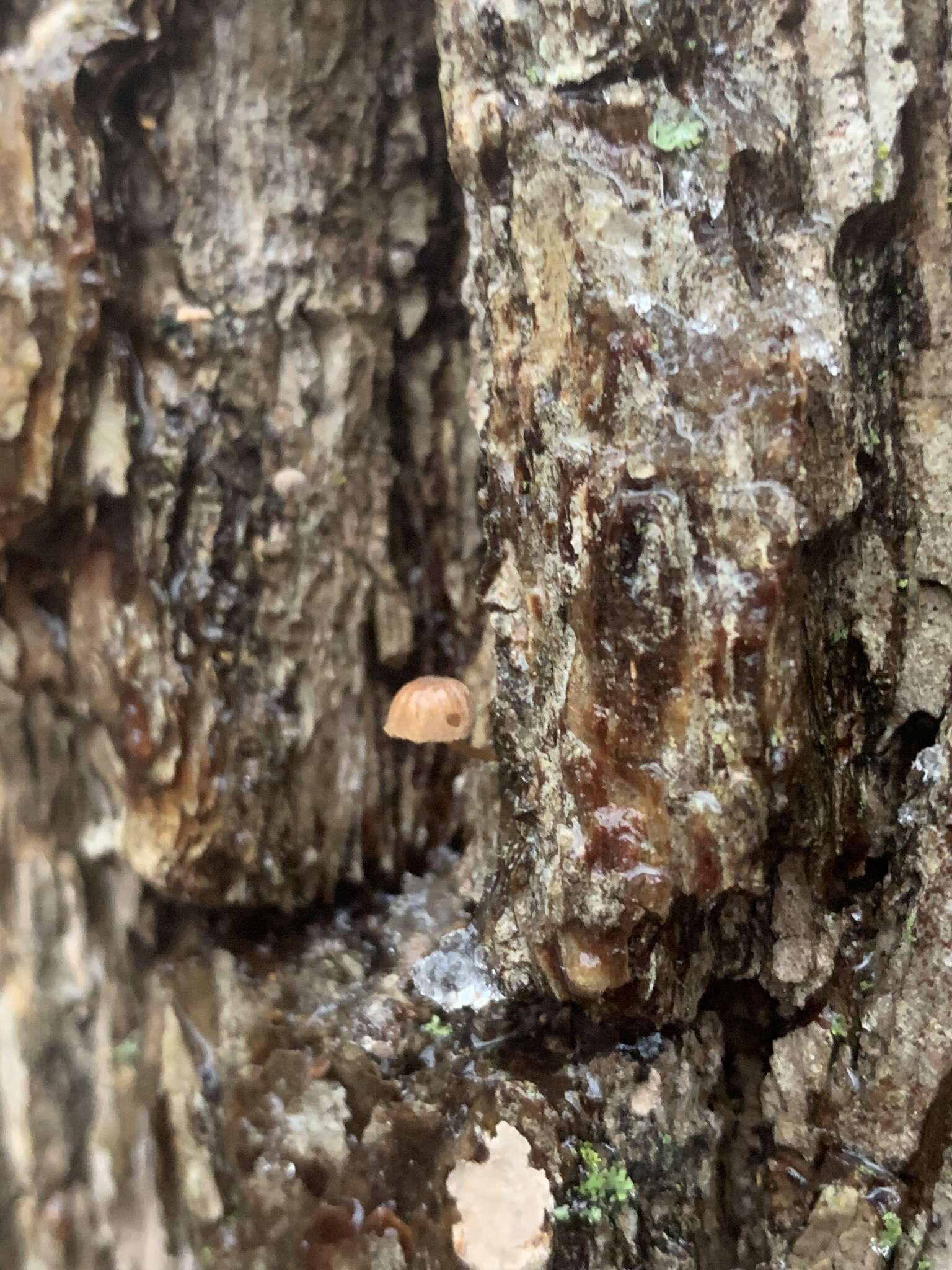 Image of Mycena corticola (Pers.) Gray 1821