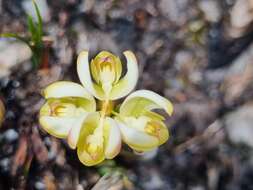 Image of Disa oligantha Rchb. fil.