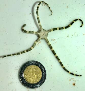 Image of Short-spined brittle star