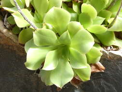 Image of Aeonium canariense (L.) Webb & Berth.