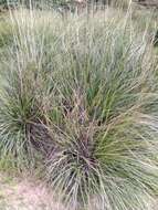 Image of Mauritanian grass