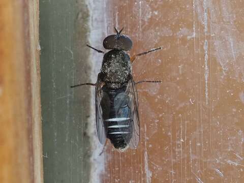 Image of Window Fly