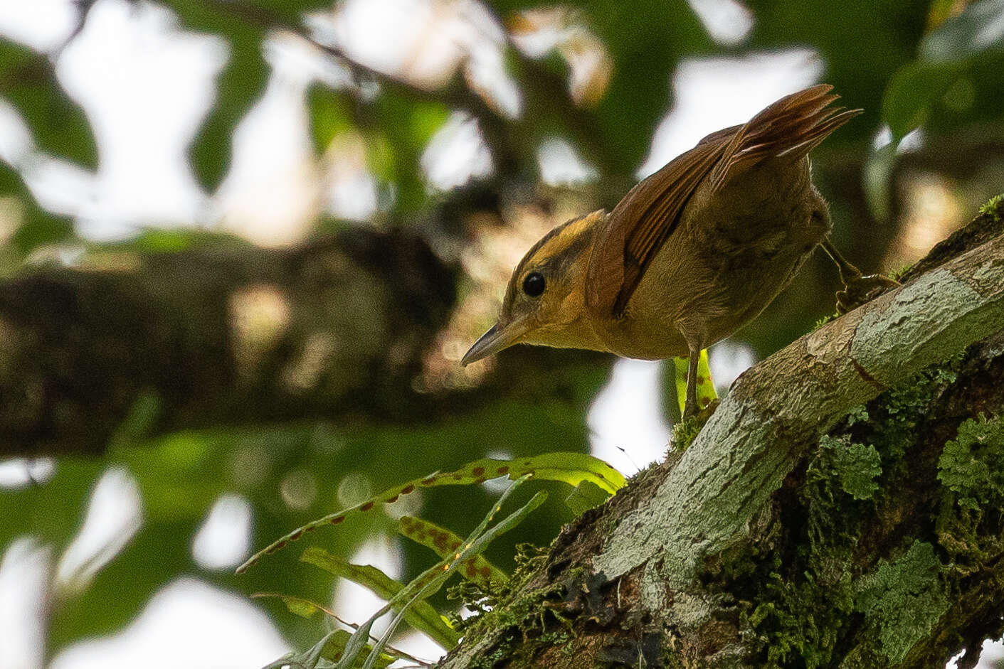 Image of Ochre-breasted Foliage-gleaner