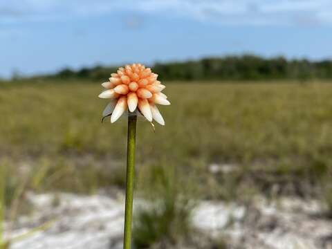 صورة Schoenocephalium teretifolium Maguire