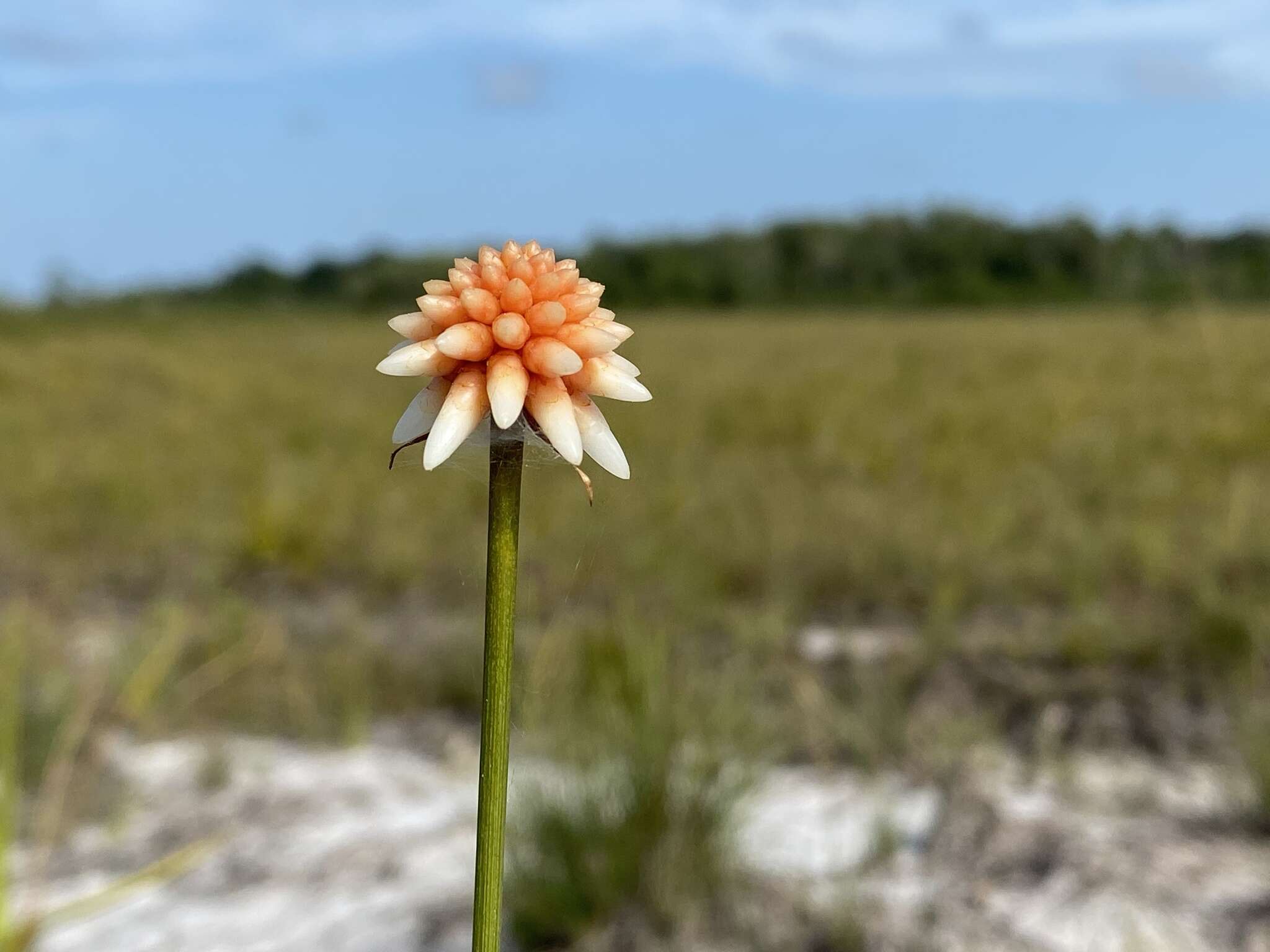 Image of Schoenocephalium teretifolium Maguire