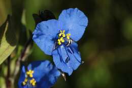 Image of commelina