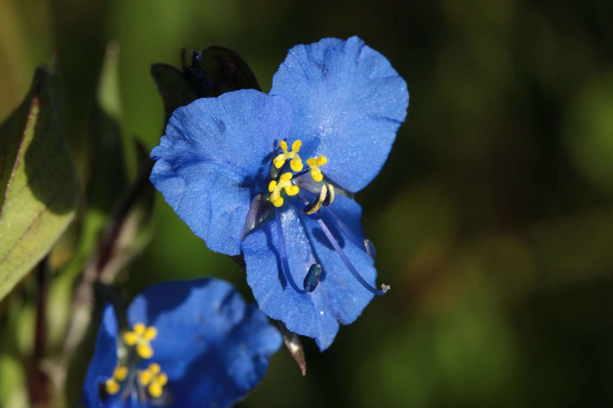 Image of commelina