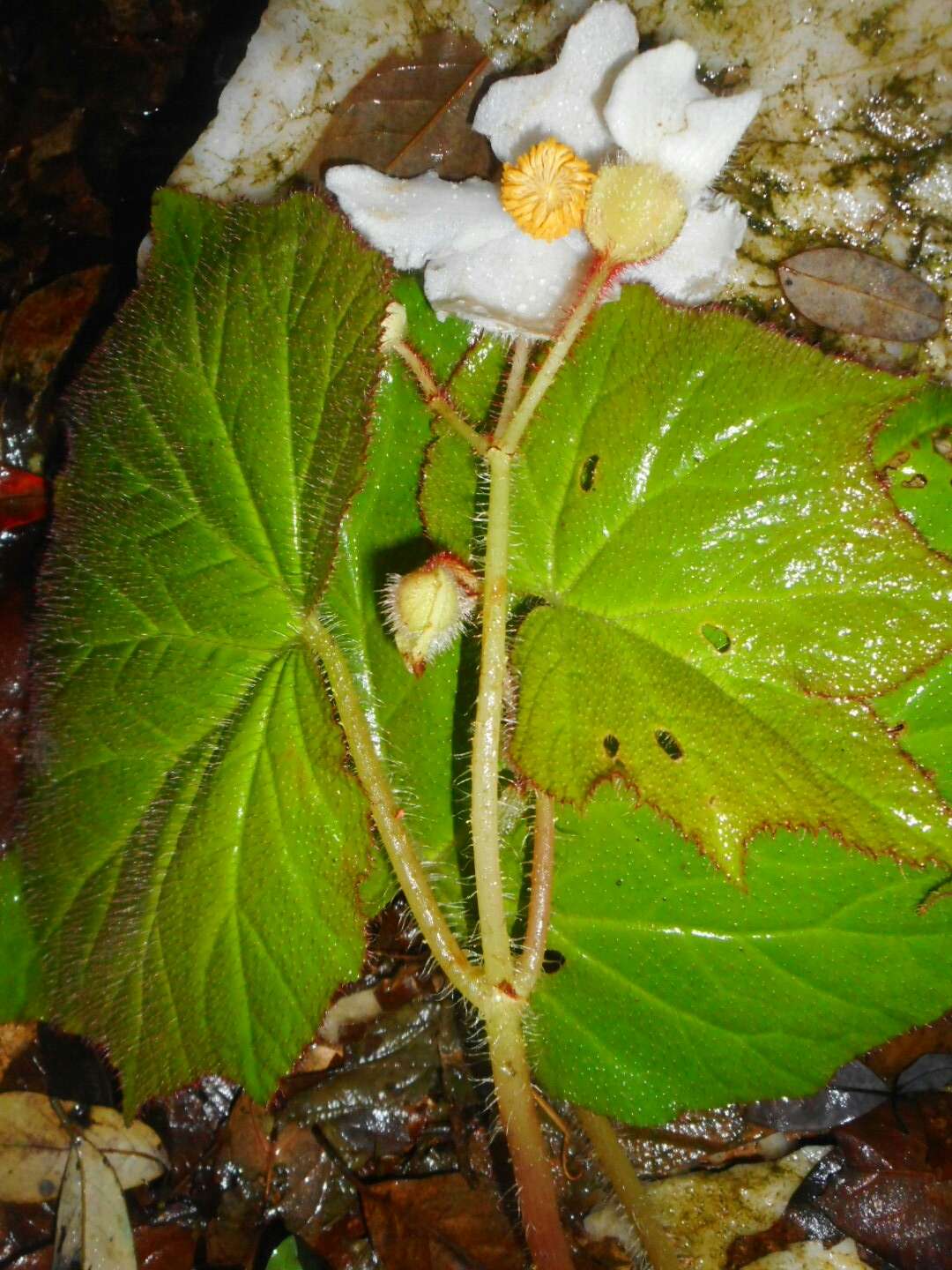 Слика од Begonia villifolia Irmsch.