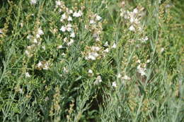 Image of Linaria nivea Boiss. & Reuter