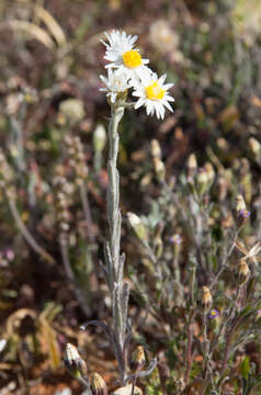 صورة Rhodanthe corymbiflora (Schltdl.) P. G. Wilson