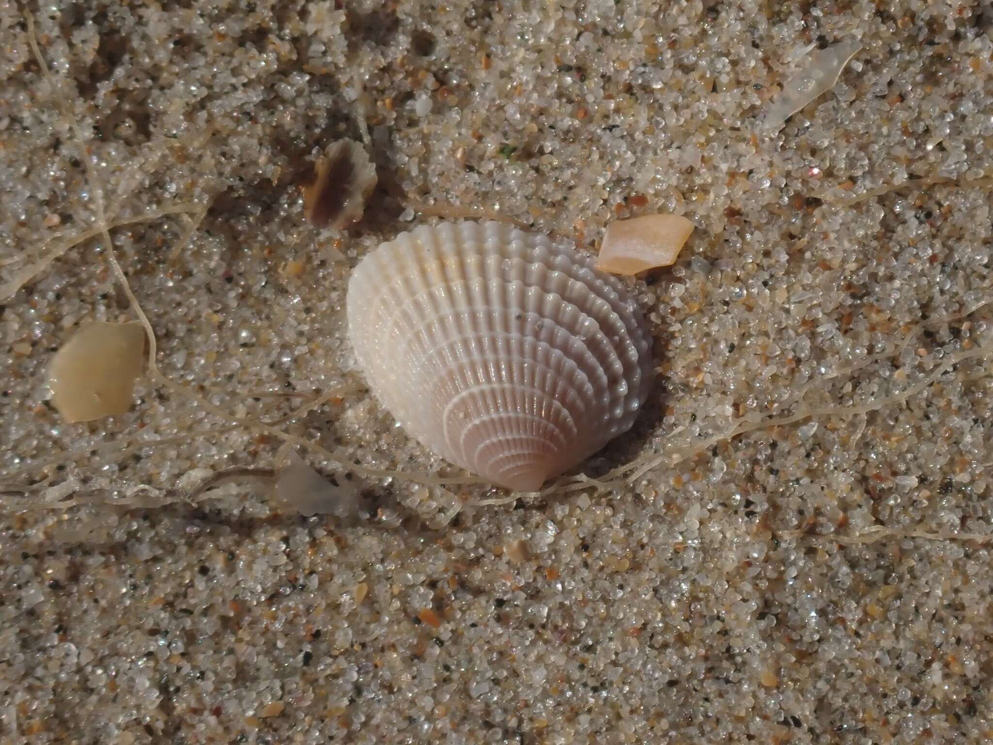 Image of Timoclea scabra (Hanley 1845)