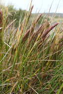 Image of Polypogon magellanicus (Lam.) Finot