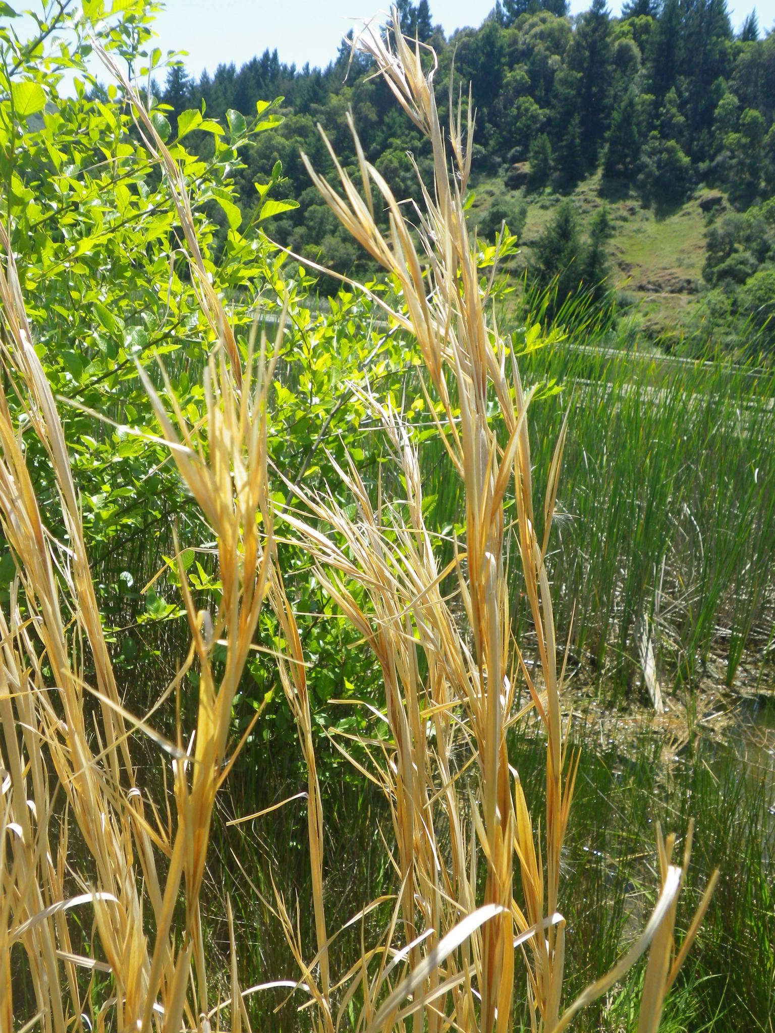 Imagem de Andropogon eremicus