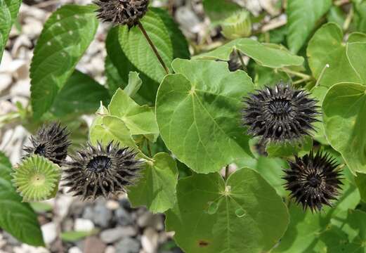 Image of Wild abutilon