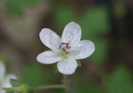 Image of Huachuca Mountain geranium