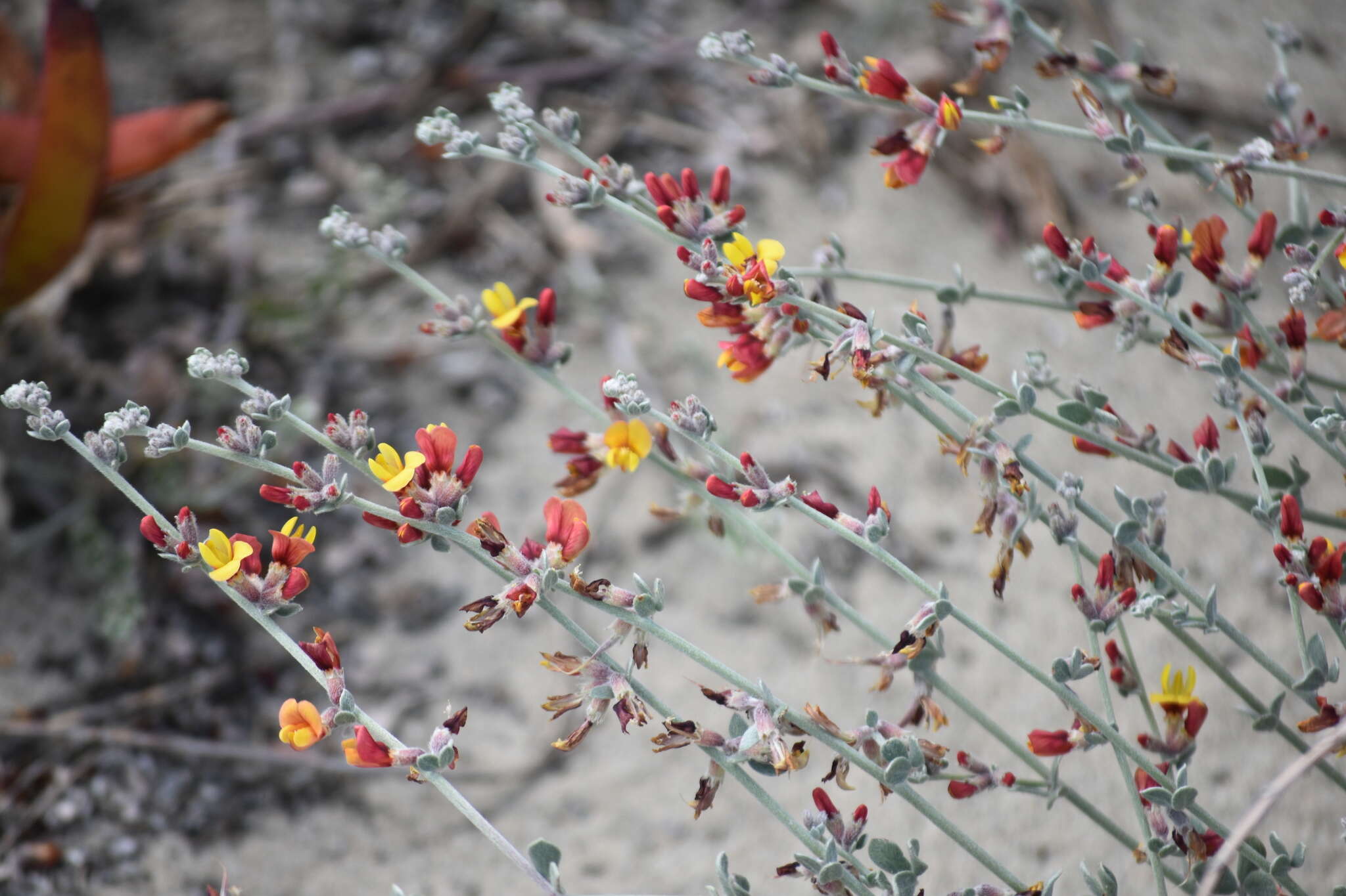 <i>Acmispon distichus</i>的圖片