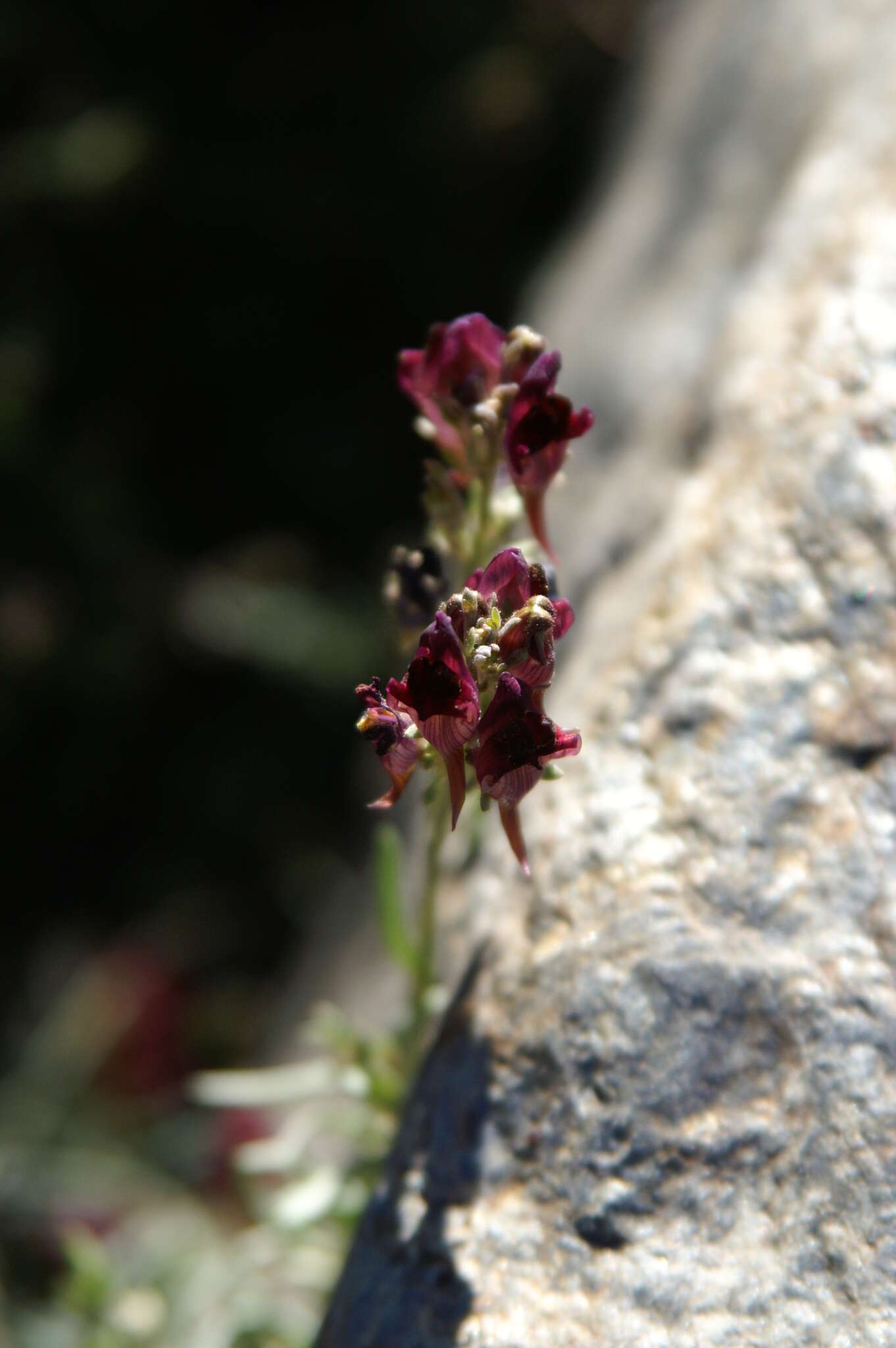 Image of Linaria aeruginea subsp. aeruginea