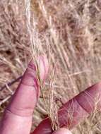 Image de Aristida rufescens Steud.