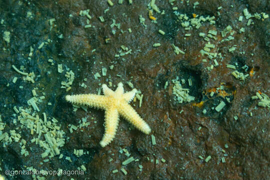 Image of Allostichaster capensis (Perrier 1875)