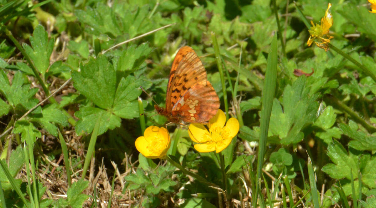 Image of Western Meadow Fritillary