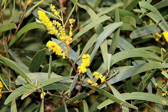 Image of Acacia spirorbis Labill.