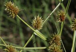 Cyperus dipsaceus Liebm.的圖片