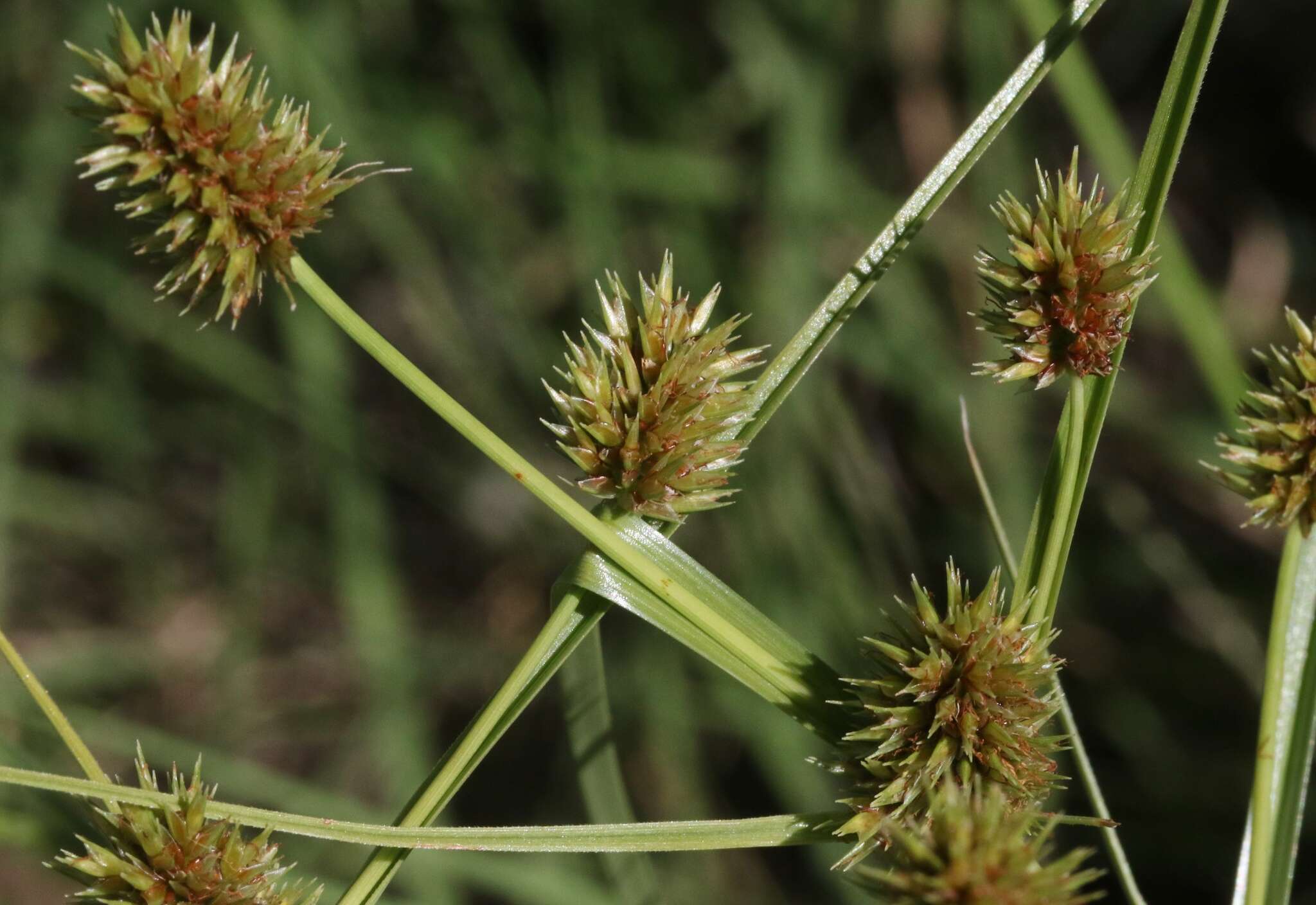 Imagem de Cyperus dipsaceus Liebm.