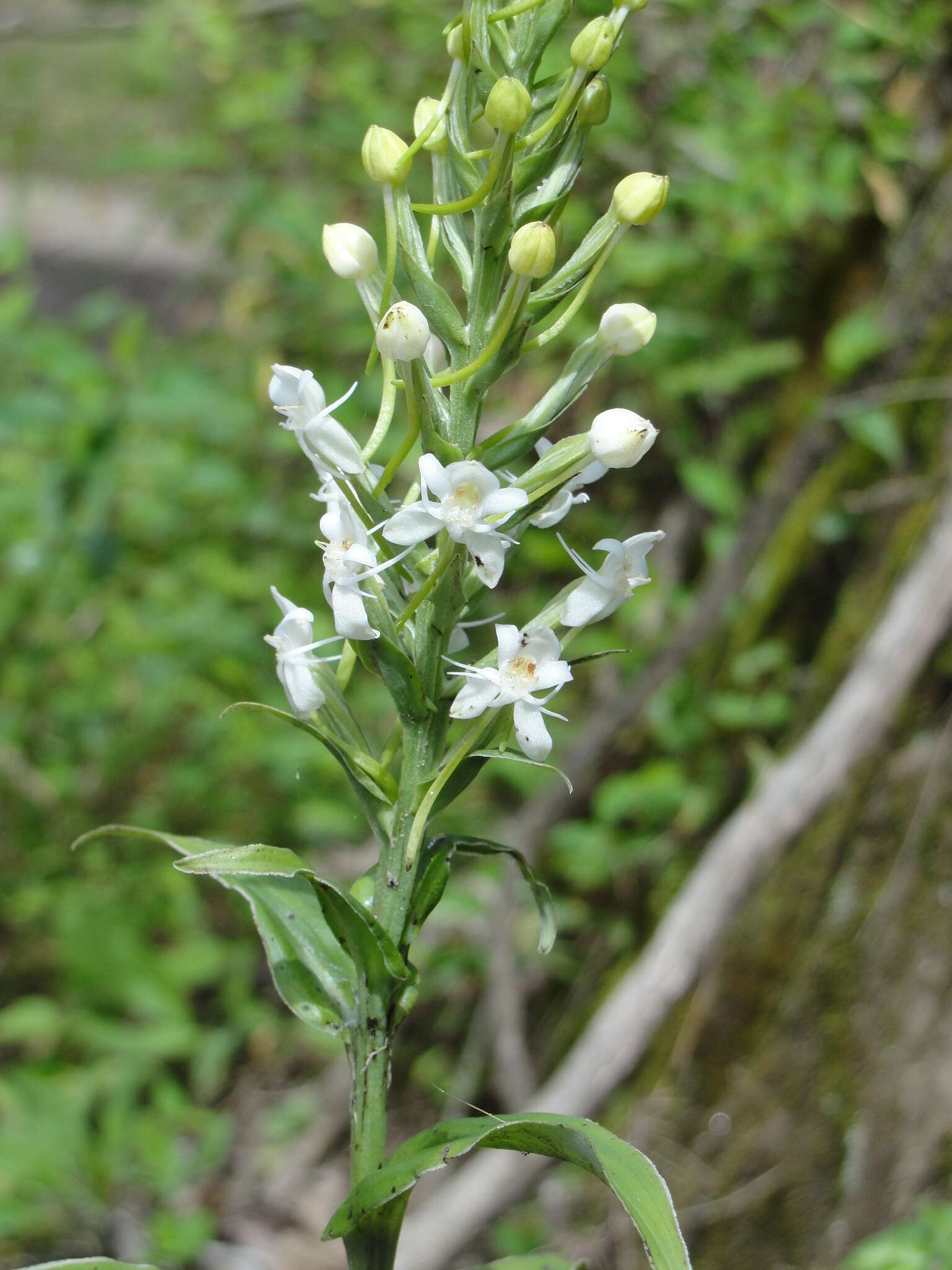 Слика од Habenaria monorrhiza (Sw.) Rchb. fil.