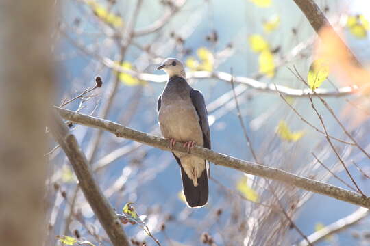 Image of Ashy Wood Pigeon