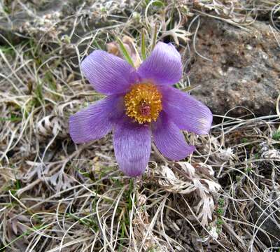 Imagem de Pulsatilla turczaninovii Krylov & Serg.