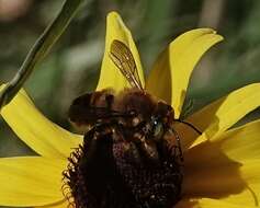 Image de Megachile fortis Cresson 1872