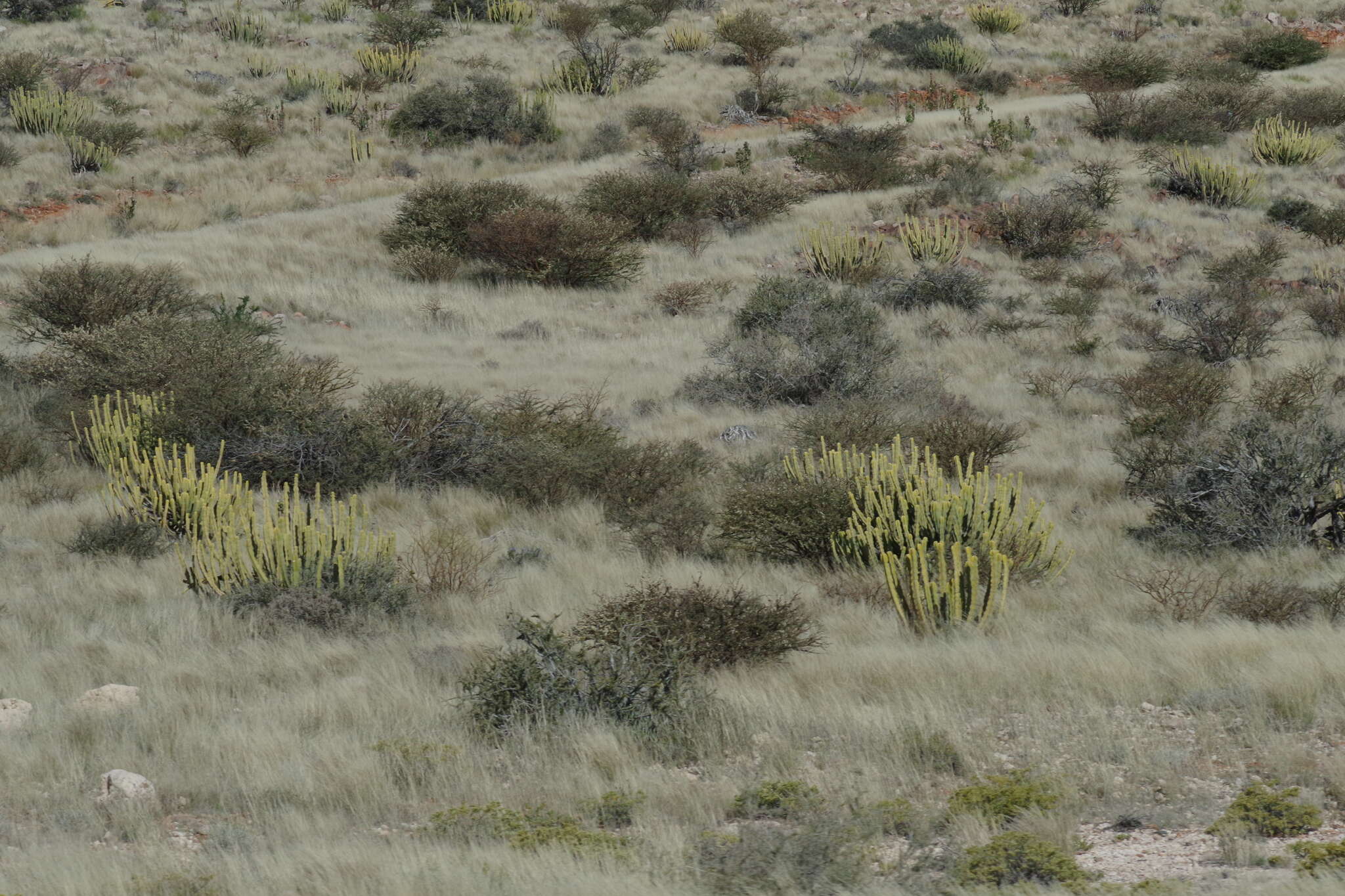 Image of Euphorbia avasmontana Dinter