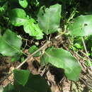 Image of Hyperbaena ilicifolia Standl.