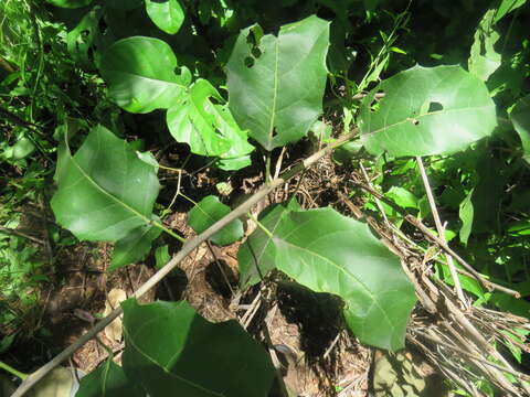 Image of Hyperbaena ilicifolia Standl.