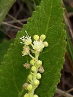 Image of Croton antisyphiliticus Mart.