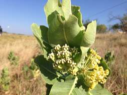 Image of broadleaf milkweed