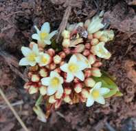 Image de Jatropha lagarinthoides Sond.