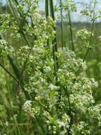 Plancia ëd Galium mollugo L.